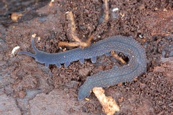 Media type: image; Invertebrate Zoology 29204
